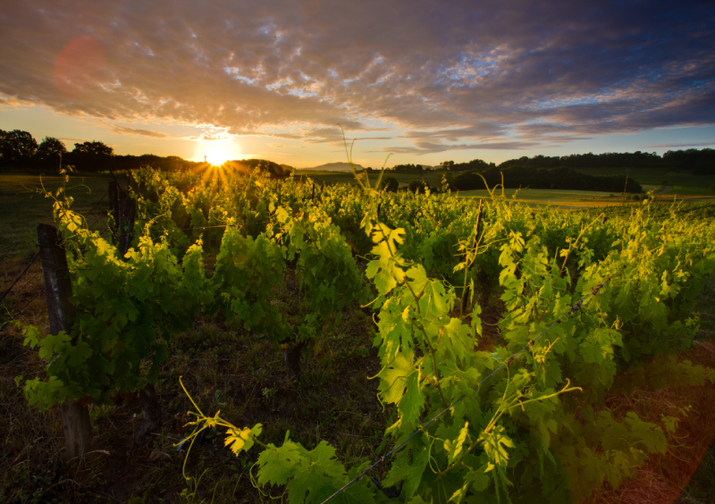 Bouteilles de vins du Domaine Clé de Sol