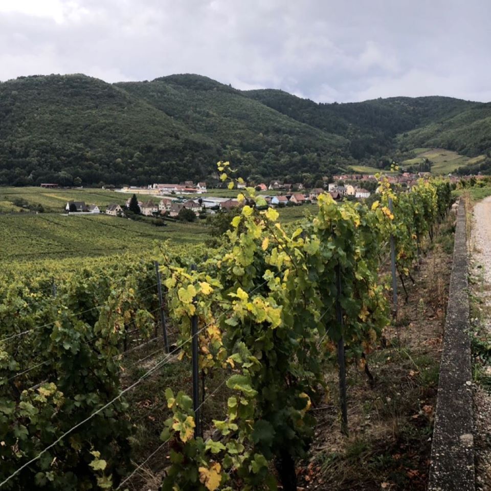 Vignoble en biodynamie - Domaine Clé de Sol