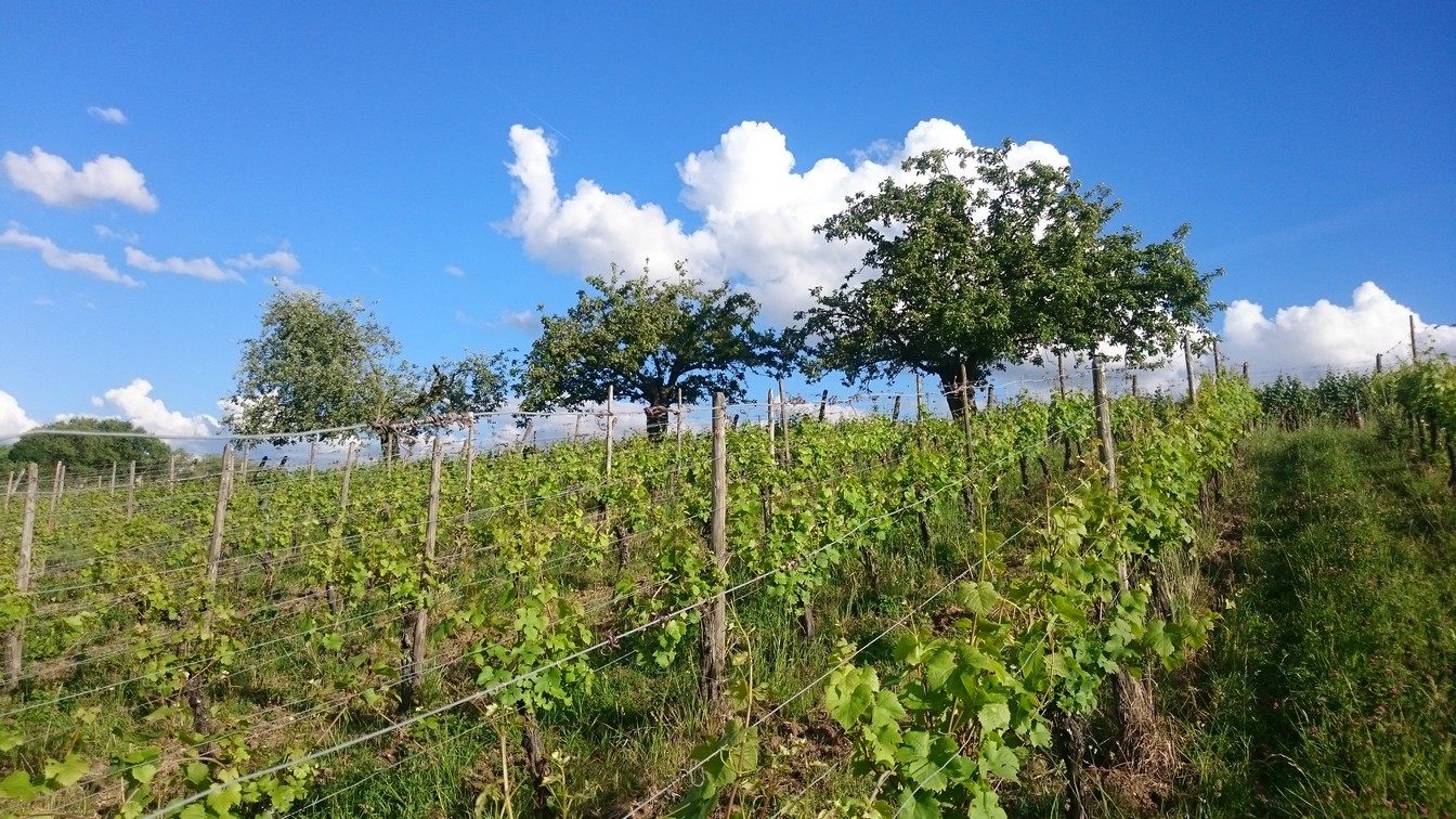 Travaux dans la vigne en biodynamie