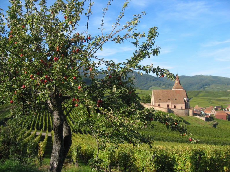 Vergers d'Éden - jus de fruits naturels